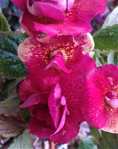 ; daca tot le-am facut curatenie,uni i-am dat jos sa-i curat,am facut si cateva poze...bineteles numai la cei care au stat la pozat..
