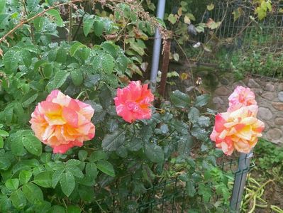 IMG20221012092215