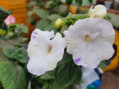 White Glory