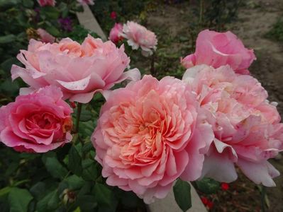 Festival des Jardins du Chaumont