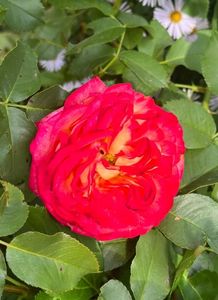 A091BC15-5363-4CC1-99DD-D953DF242923