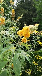 Buddleja Sungold