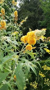 Buddleja Sungold 400l lei.