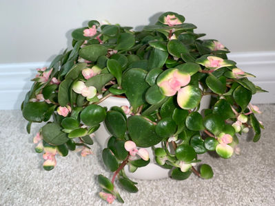 Jade plant   Portulacaria Afra Pink