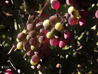 w-Fructele toamnei-Fruits of the autumn 01