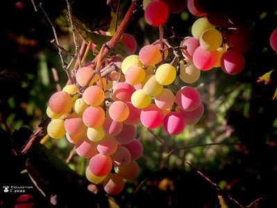 w-Fructele toamnei-Fruits of the autumn 02