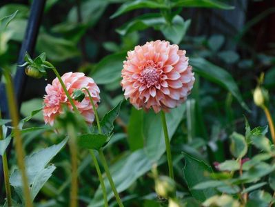 Peaches