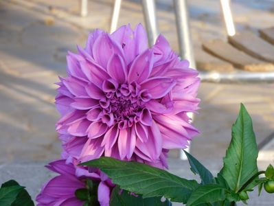 Lilac time