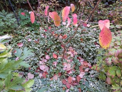 Cornus florida Cloud Nine