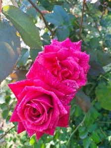 IMG20221016120539