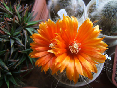 Parodia nivosa