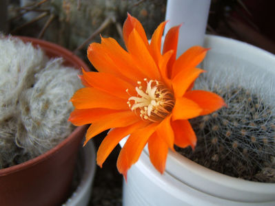 Rebutia