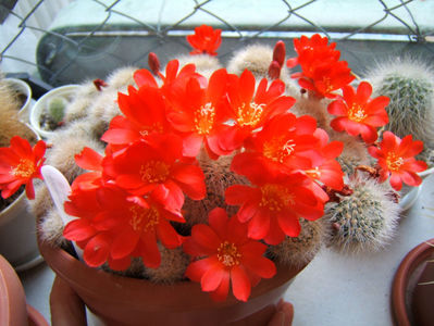 Rebutia 2022