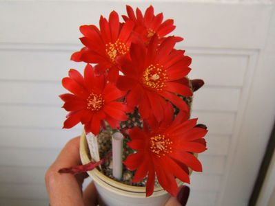 Rebutia krainziana
