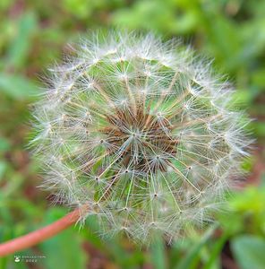 w-Papadie - Dandelion 001