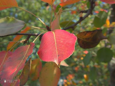 w-Frunze de par toamna - Autumn Pear leafs