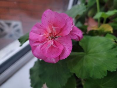 Muscata roz 
