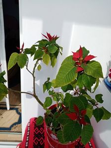 IMG-20220308-WA0010