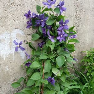 IMG-20220525-WA0001