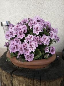 IMG-20220525-WA0008