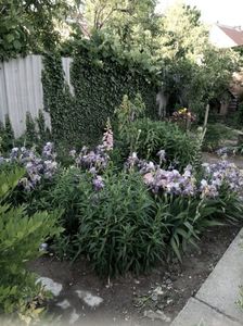 IMG-20220525-WA0010