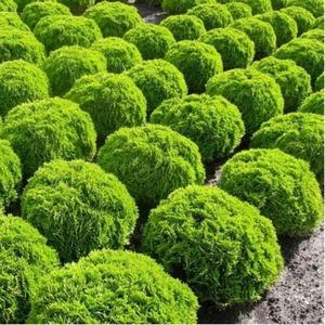 thuja-occidentalis-danica