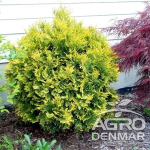 thuja-occidentalis-globosa-aurea-650x650_0