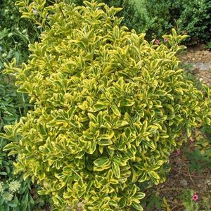 salba-galbena-euonymus-aureomarginatus_