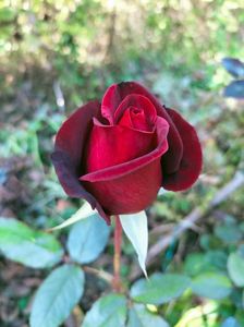 IMG20221019132231