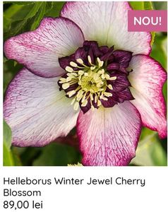 Helleborus Winter Jewel Cherry Blossom; Roz
Februarie – Martie, Evergreen,Tufa scunda 
Rezistenta la boli/Rezistent. Rezistenta La Inghet/ Foarte rezistent
