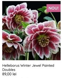 Helleborus Winter Jewel Painted Doubles; Alb Crem si Visiniu, BicoloR	
Februarie – Martie,Tufa scunda
Rezistenta la boli/Rezistent   Rezistenta La Inghet/Foarte rezistent
