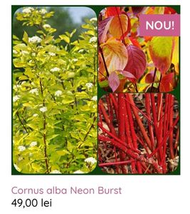 Cornus alba Neon Burst; Frunzis decorativ de toamna, Scoarta decorativa iarna
Scoarta rosie, decorativa iarna
Tufa medie
Foarte rezistent
