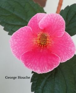 George Houche