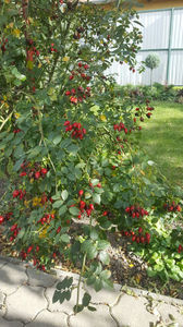 rosa canina(maces)