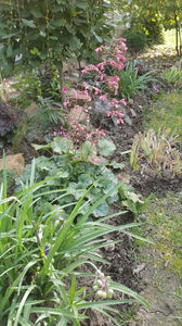 heuchera silver hybr.