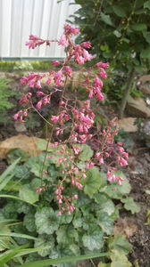 heuchera silver hybr.