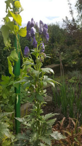 aconitum napellus (omag)