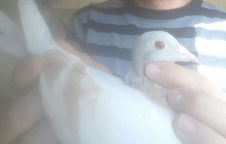 sion pigeon