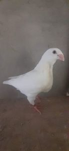 received_644336334064963
