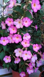 ; are asa de multe flori   ...
