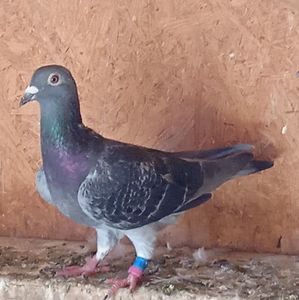 Femela 21-076....-10 lei