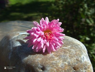 w-Crizantema salbatica-Wild Chrisanthemum