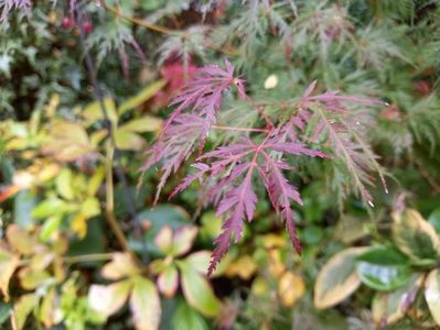Acer Seiryu