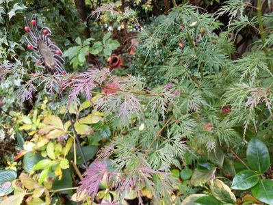 Acer Seiryu