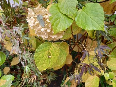 Acer Manyo No Sato și Hortensia Incrediball