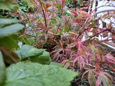 Acer Shirazz