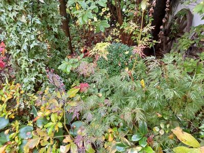 Acer Seiryu