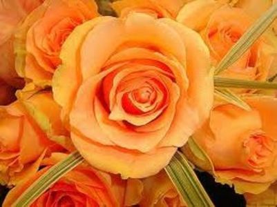 35432171_MSCRUMUCJ-1