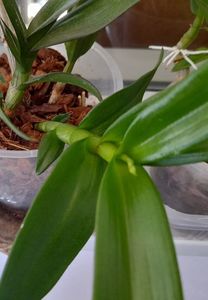 ; O srpriza ,sa vedem ce floare va face !
