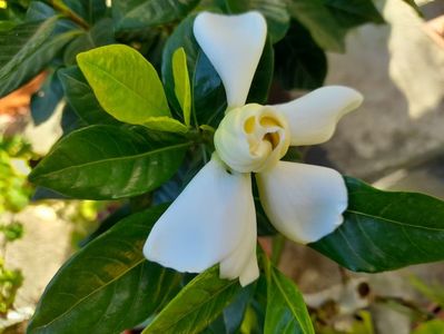 Cand bucuria vine  in dar !